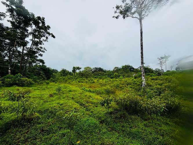 Espectacular Finca Guápiles con ríos tipología regular 55000m2 - Imagen 10