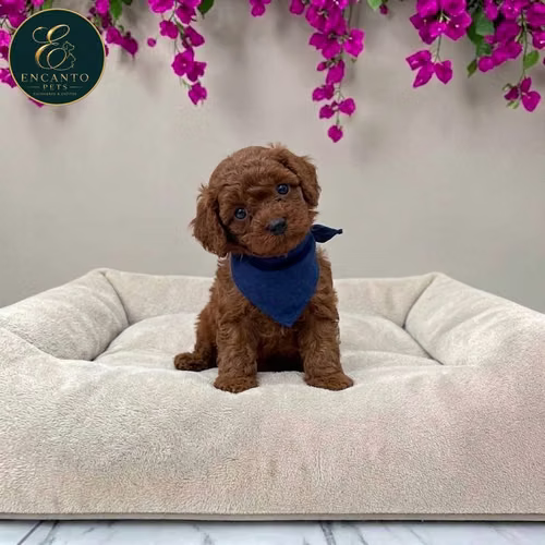 Cachorro FRENCH POODLE RED MINIATURA disponible - Imagen 5