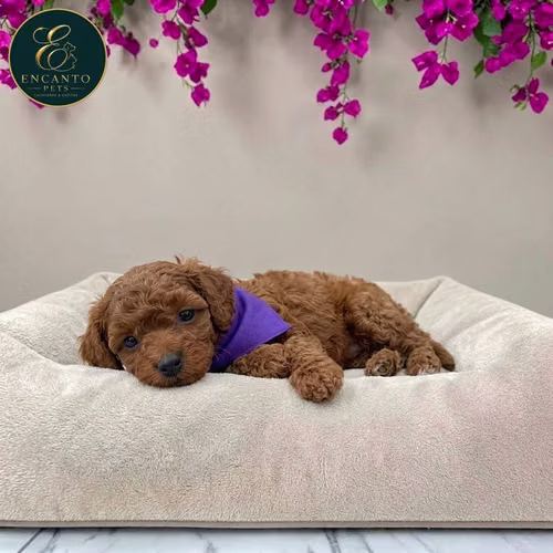 Cachorro FRENCH POODLE RED MINIATURA disponible - Imagen 8