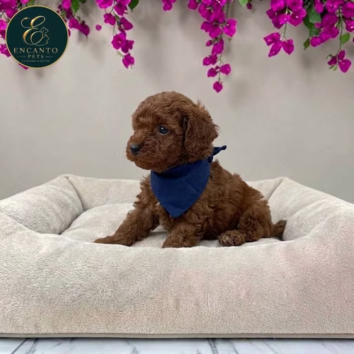 Cachorro FRENCH POODLE RED MINIATURA disponible - Imagen 6