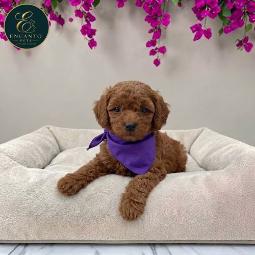 Cachorro FRENCH POODLE RED MINIATURA disponible - Imagen 2