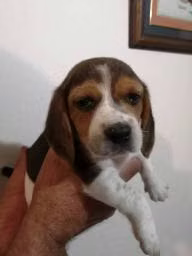 Beagles Tricolor