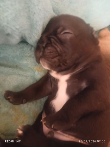Bulldog francés 