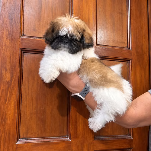 Shit Tzu cachorro macho - Imagen 2