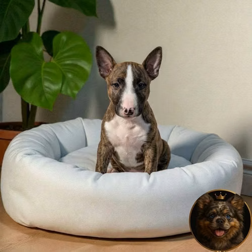 Cachorro Bull Terrier / Bull Terrier disponible - Imagen 7