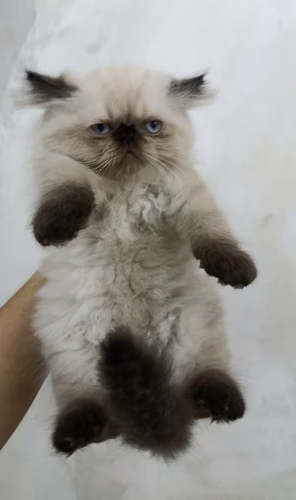 Himalaya Pekinés Face Punto Foca (macho) - Imagen 3
