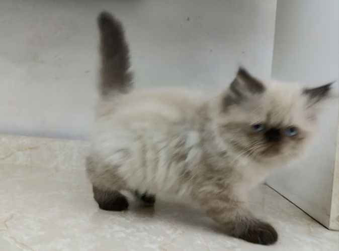 Himalaya Pekinés Face Punto Foca (macho) - Imagen 2