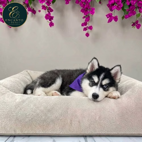 Cachorro HUSKY SIBERIANO disponible - Imagen 7