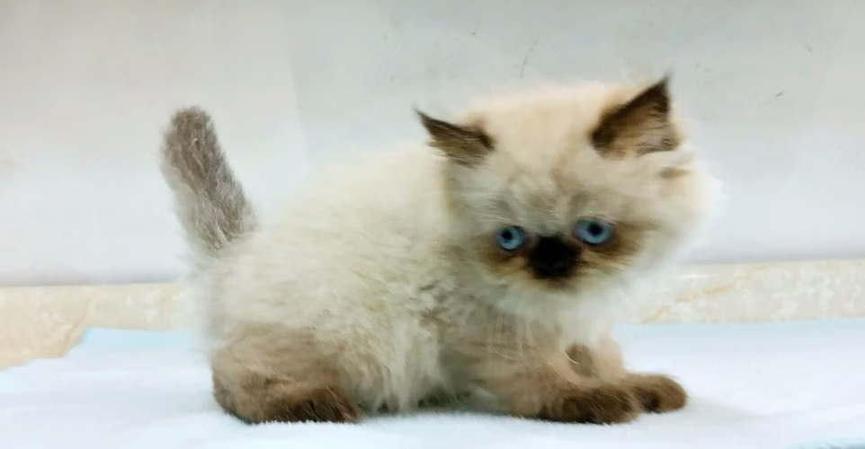 Himalaya Punto Foca (hembra)