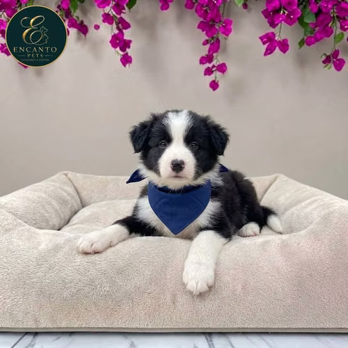 Cachorro BORDER COLLIE TRADICIONAL disponible