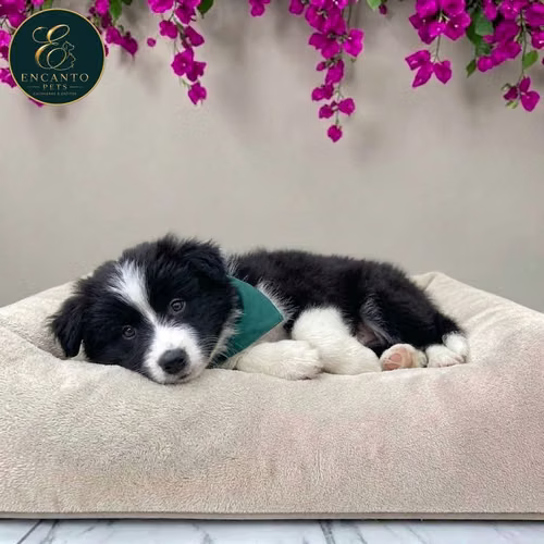 Cachorro BORDER COLLIE TRADICIONAL disponible - Imagen 8