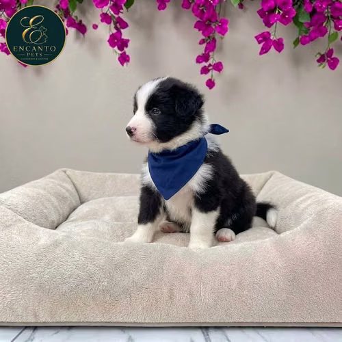 Cachorro BORDER COLLIE TRADICIONAL disponible - Imagen 5