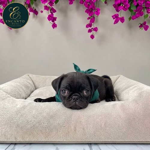 Cachorro PUG disponible - Imagen 5