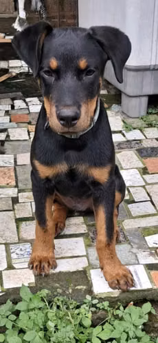 Vendo - Imagen 6