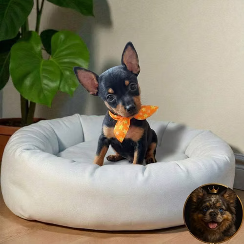 Cachorro DOBERMAN MINIATURA disponible - Imagen 10