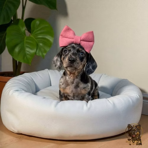 Cachorro Salchicha Miniatura Arlequín Plata / Miniature Dachshund Dapple Silver disponible - Imagen 5