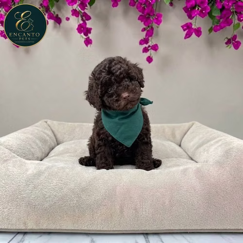 Cachorro FRENCH POODLE CHOCOLATE MINIATURA disponible - Imagen 5