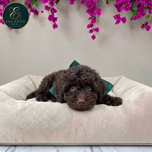 Cachorro FRENCH POODLE CHOCOLATE MINIATURA disponible - Imagen 3