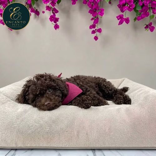 Cachorro FRENCH POODLE CHOCOLATE MINIATURA disponible - Imagen 6