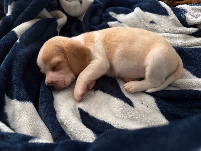 Cachorros Beagle 