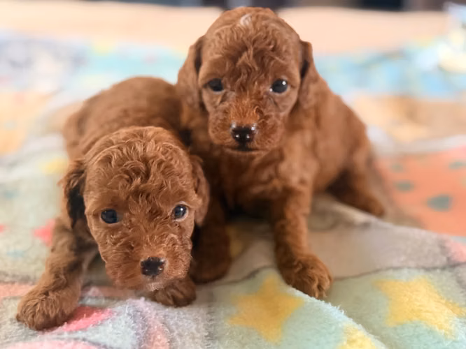 Hembras french poodle rojas  - Imagen 3