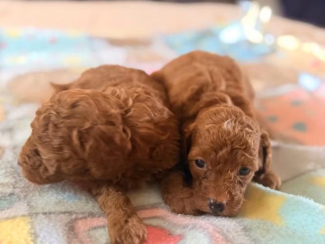 Hembras french poodle rojas  - Imagen 6
