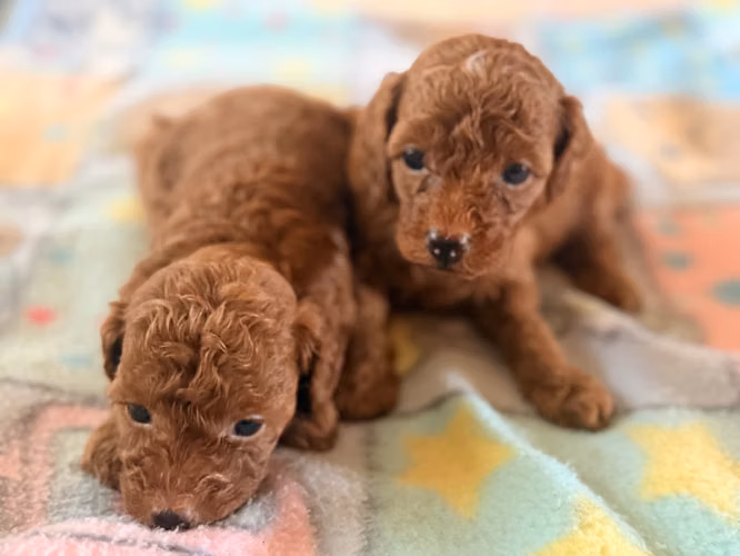 Hembras french poodle rojas  - Imagen 7