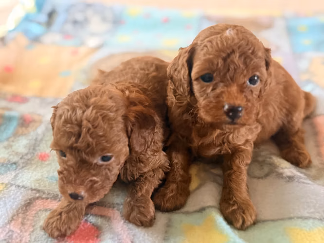 Hembras french poodle rojas  - Imagen 9