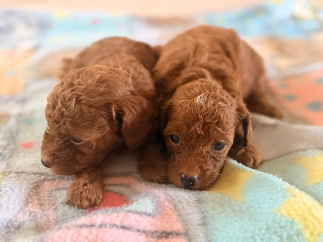 Hembras french poodle rojas  - Imagen 10