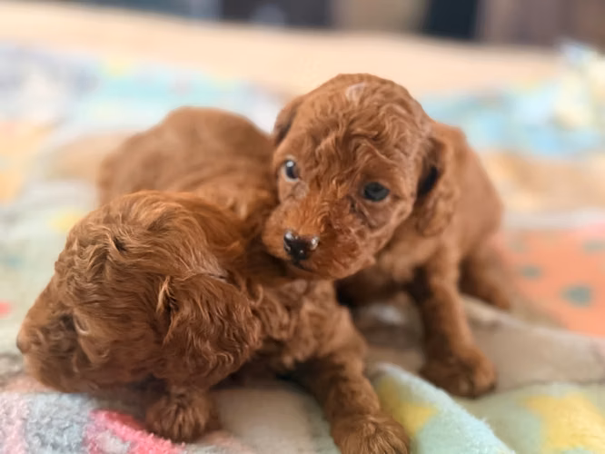 Hembras french poodle rojas  - Imagen 5