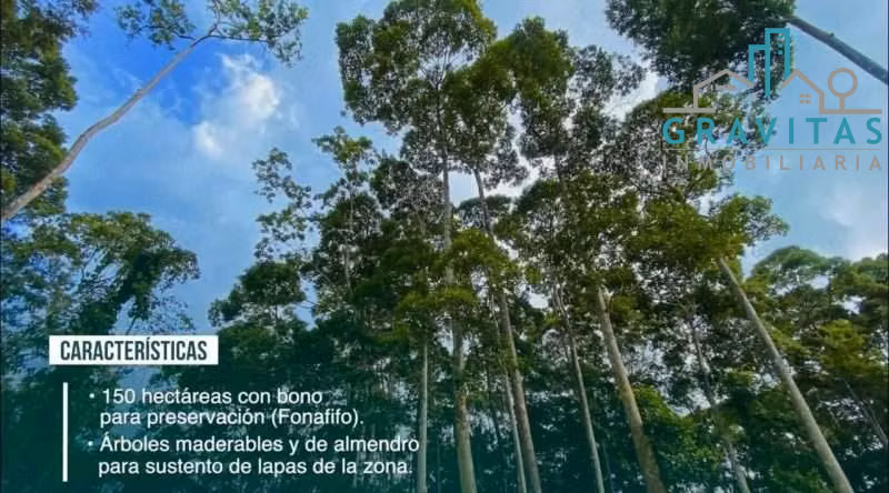 Venta de finca ganadera en San Carlos Pital | 1500 Ha | F 733 - Imagen 2