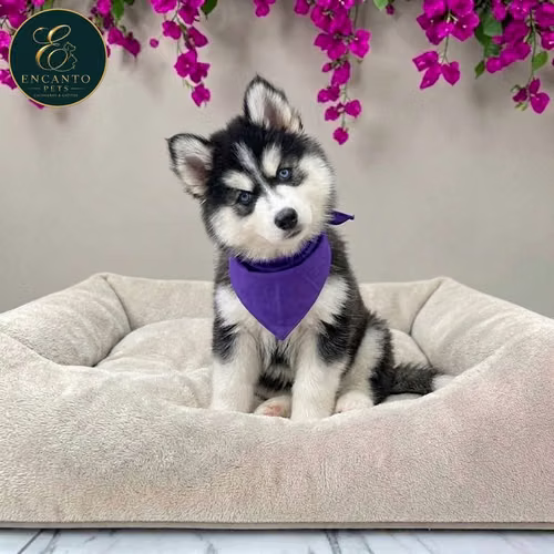 Cachorro HUSKY SIBERIANO disponible - Imagen 8