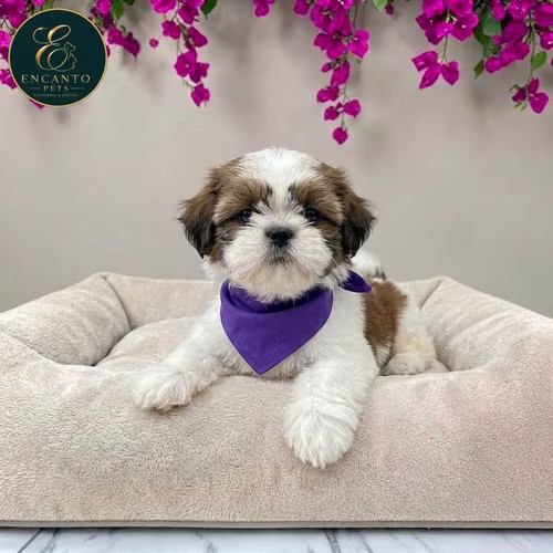 Cachorro SHIH TZU disponible - Imagen 2