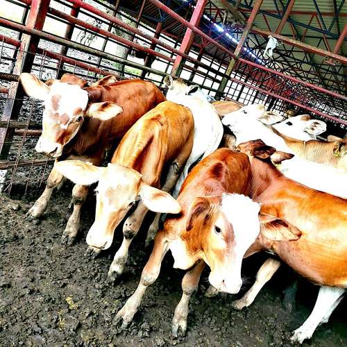 Venta finca Zent de Limon Ganadera y Agrícola  - Imagen 13