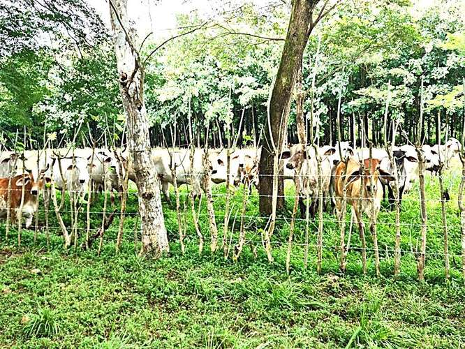 Venta finca Zent de Limon Ganadera y Agrícola  - Imagen 2