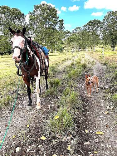 Venta finca Zent de Limon Ganadera y Agrícola  - Imagen 5