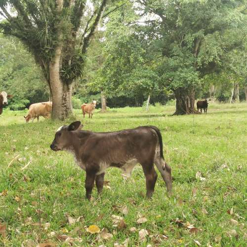 Venta finca Zent de Limon Ganadera y Agrícola  - Imagen 9
