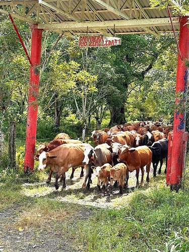 Venta finca Zent de Limon Ganadera y Agrícola  - Imagen 7