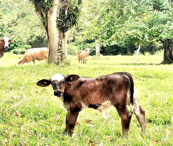 Venta finca Zent de Limon Ganadera y Agrícola  - Imagen 4