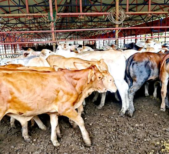 Venta finca Zent de Limon Ganadera y Agrícola  - Imagen 11