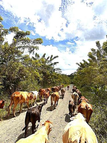 Venta finca Zent de Limon Ganadera y Agrícola  - Imagen 8