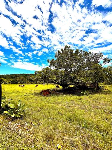 Venta finca Zent de Limon Ganadera y Agrícola 