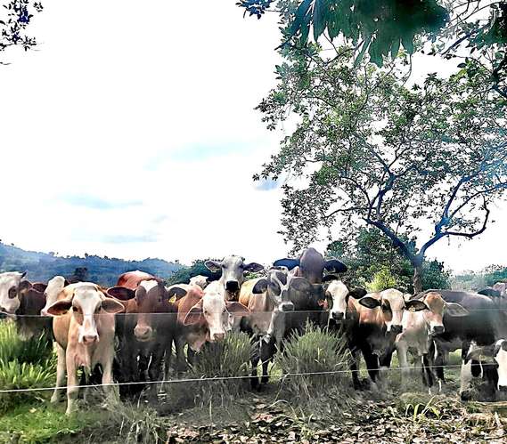 Venta finca Zent de Limon Ganadera y Agrícola  - Imagen 12