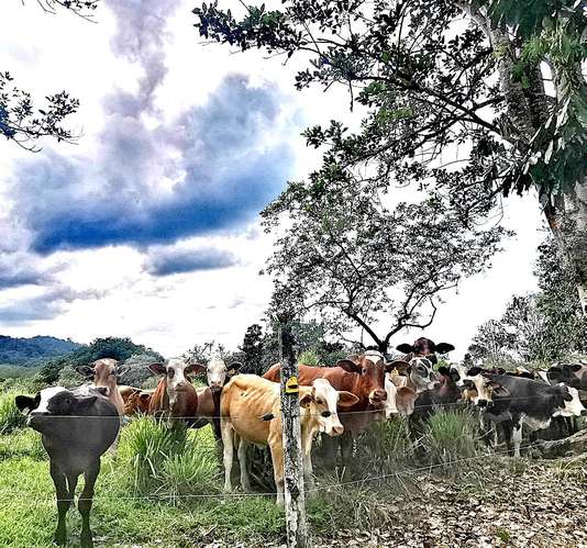 Venta finca Zent de Limon Ganadera y Agrícola  - Imagen 3
