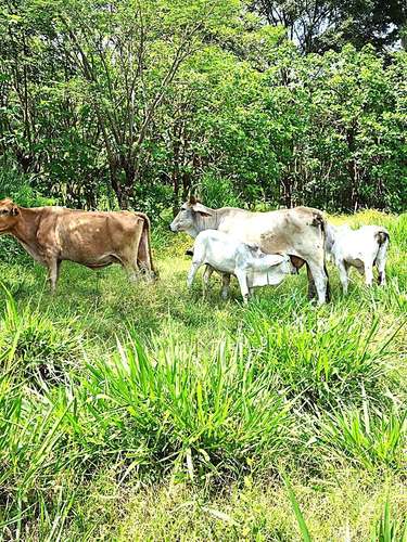 Venta finca Zent de Limon Ganadera y Agrícola  - Imagen 6