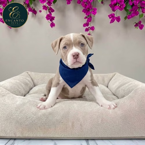 Cachorro AMERICAN STAFFORD disponible - Imagen 2