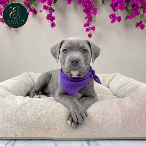 Cachorro AMERICAN STAFFORD disponible - Imagen 6