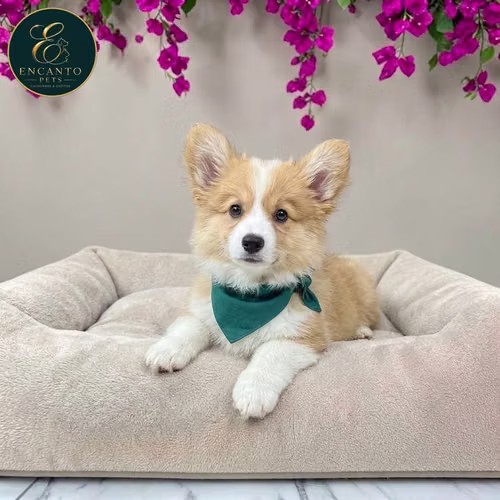 Cachorro CORGI DE PEMBROKE disponible - Imagen 8