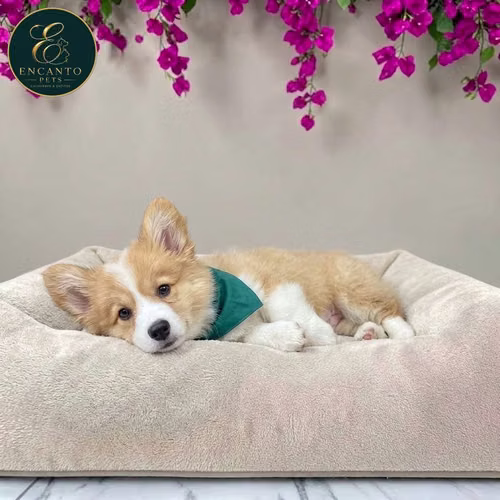 Cachorro CORGI DE PEMBROKE disponible - Imagen 9