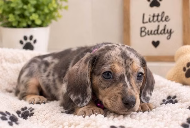 dachshund - Imagen 3